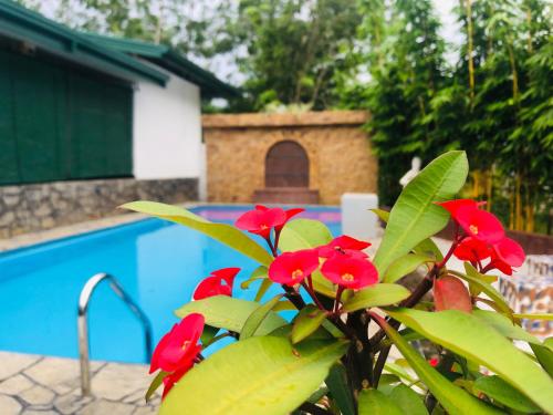 a plant with red flowers next to a swimming pool at Resolve Garden Hotel in Dodangoda