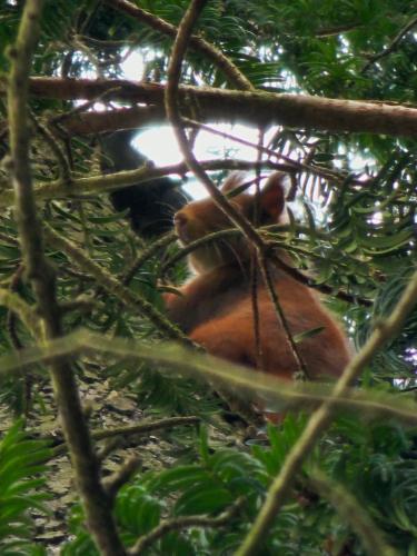 Animales en el apartamento o alrededores