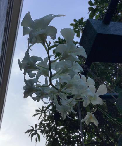 a bunch of white flowers on a tree at Sagarika Beach Hotel in Moragalla