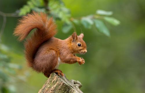 a squirrel sitting on top of a wooden post at Le Moulin de Pensol - Bed and Breakfast in Pensol