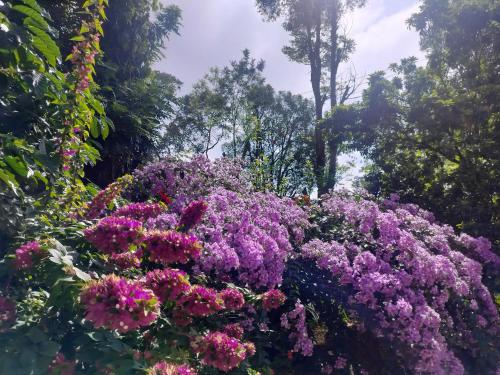 Κήπος έξω από το Birdsong Coffee Estate Stay