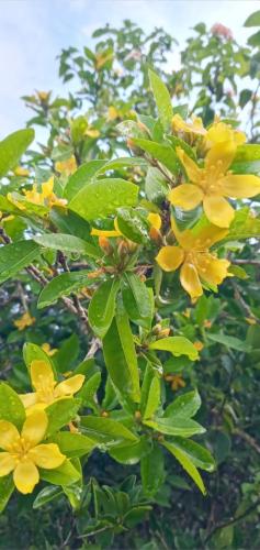 a group of yellow flowers on a tree at Mamba Yala in Tissamaharama