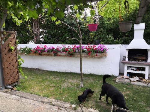 two black cats walking in a yard with flowers at Comfortable, family-friendly and top located in Guntramsdorf