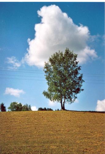 a tree in the middle of a field at Ferienhof Kriechbaumer in Schönau im Mühlkreis