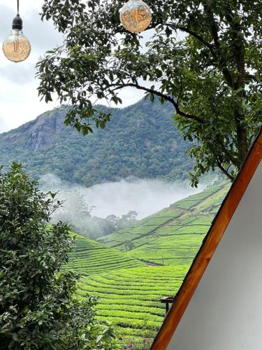 a view of a tea plantation in the mountains at Forestscape Resort Munnar in Munnar
