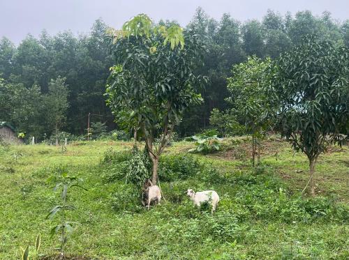 two sheep standing in a field next to a tree at Nguyen Shack Retreat Resort in Phong Nha