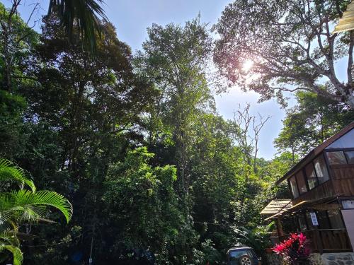a tree lined street in front of a house at Cool Waters Jungle Villas in Uvita