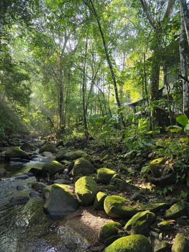 a stream with rocks in the middle of a forest at Cool Waters Jungle Villas in Uvita