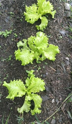 a group of green plants in the dirt at Hostel Cielo y Tierra Vergara in Vergara