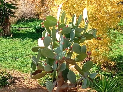 a green plant with white flowers in a garden at Sunset Apartment in Peyia