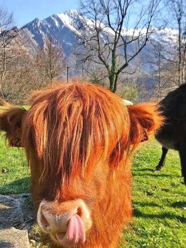 Animales en el departamento o alrededores
