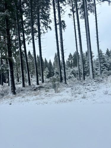 a row of trees in a forest with snow at Jacky Apartment in Schonwald im Schwarzwald