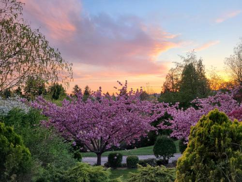 a garden with purple trees with a sunset in the background at Sequoia Vacation Rental in Milton