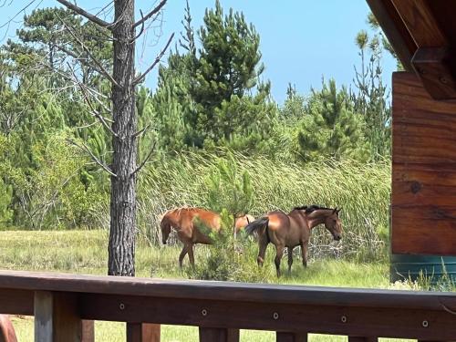 three horses walking in the grass in a field at Plett Yellowwood Tiny House in Plettenbergbaai