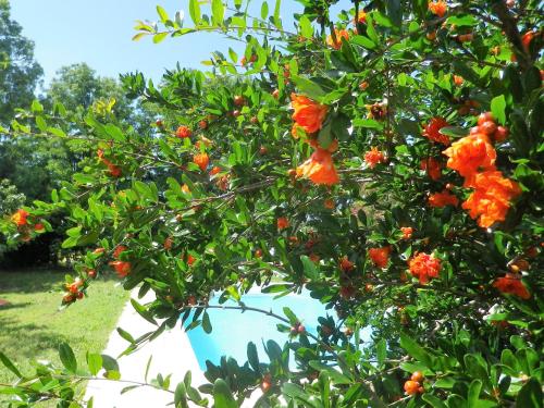 Un oranger avec beaucoup d'oranges. dans l'établissement Mi-fugue Mi-raison, à Saint-Marcel-dʼArdèche