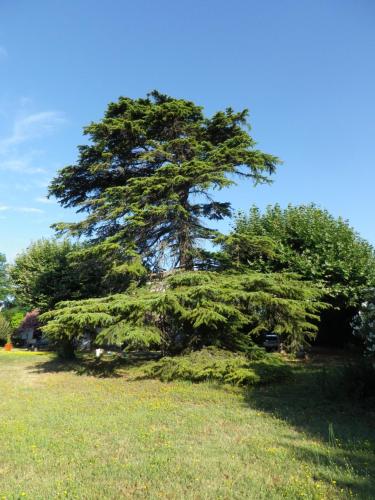 un grand pin assis dans un champ dans l'établissement Mi-fugue Mi-raison, à Saint-Marcel-dʼArdèche