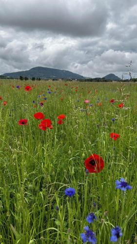 a field of red and blue flowers in a field at Gästehaus im Grünen in Pesendorf