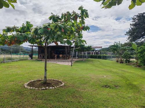 a tree in a field with a building in the background at Villa Manzú Santa Cruz, Guanacaste in Santa Cruz