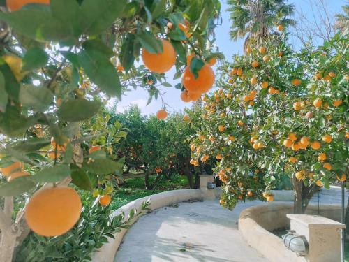 a bunch of oranges hanging from trees in an orchard at Casa Aranci in Marsala