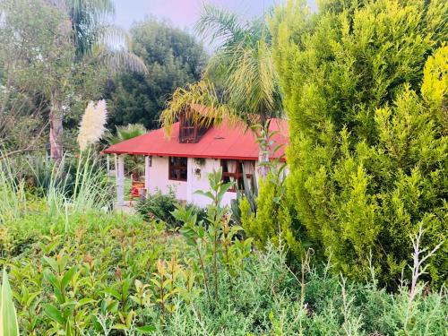 a house with a red roof in a forest at Cabañas los cactus 2 in Huasca de Ocampo