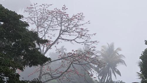 a tree with pink flowers and palm trees in the fog at Kandy home in Kandy