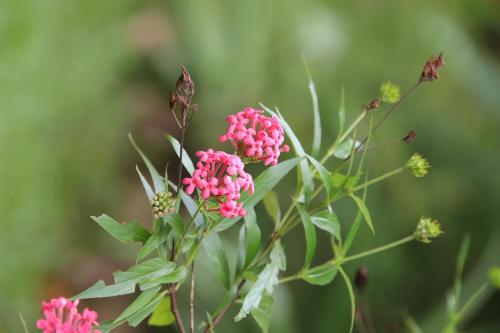 a bunch of pink flowers on a plant at Aloe Vera Guest House in Dambulla