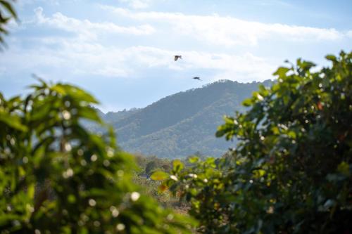 a kite flying in the sky over a mountain at ดารัดวัลเลย์ Darad Valley in Sara Buri