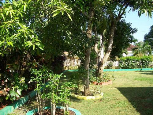 two trees in a yard next to a pool at Almond tree villa in Ocho Rios