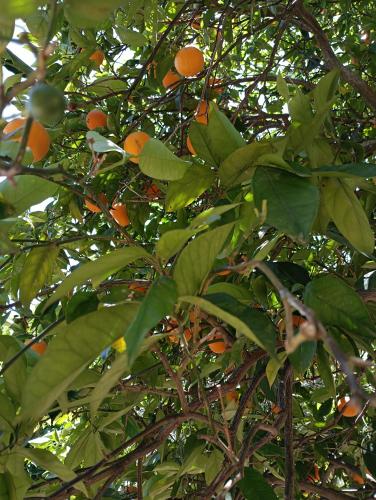 an orange tree with lots of oranges on it at SeaEsta vasiliki 3 in Póndi