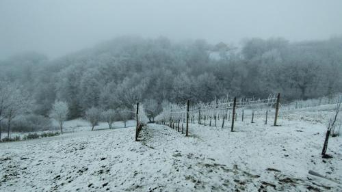 a vineyard covered in snow in a field at Ruralna kuća za odmor Brezanka, Zagrebačka ulica 21 Gornja Stubica in Gornja Stubica