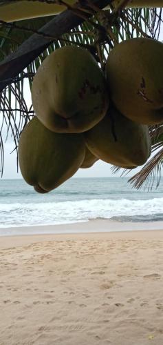 a bunch of green fruit hanging from a tree on the beach at Cinnabar Resort in Tangalle