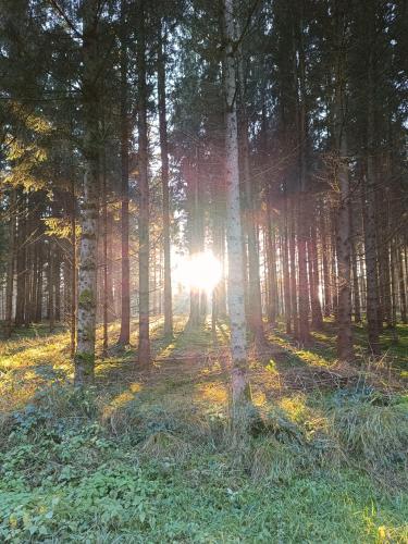 a forest with the sun shining through the trees at Dorfliebe Reicherstein in Pöttmes