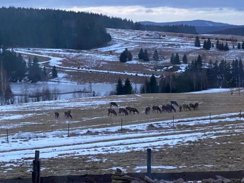 a group of horses walking in a field in the snow at Wzgórze Owiec Sheep Hill in Mostowice