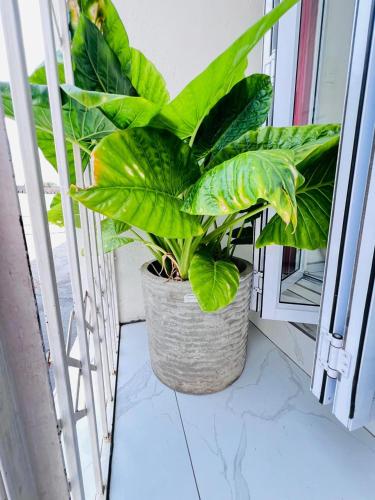 a plant in a pot sitting on a window sill at Oteng Lifestyle BnB in Rustenburg
