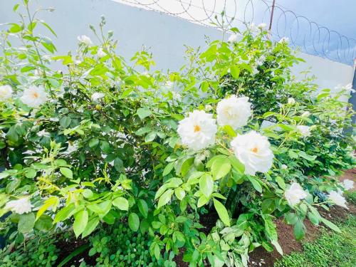 a bush with white flowers in front of a fence at Oteng Lifestyle BnB in Rustenburg