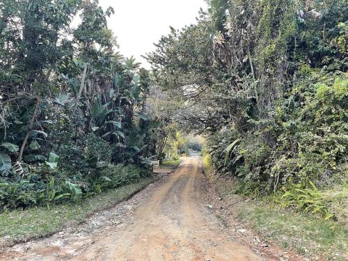 a dirt road in the middle of a forest at Bon-up-a-Tree log house with jacuzzi ocean views, south coast Kwa Zulu Natal in Port Edward