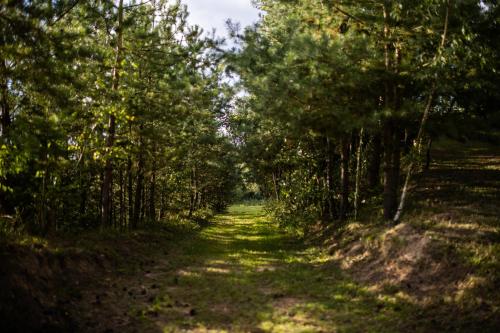 a path through a forest with trees on either side at Ranczo Stare Objezierze in Moryń