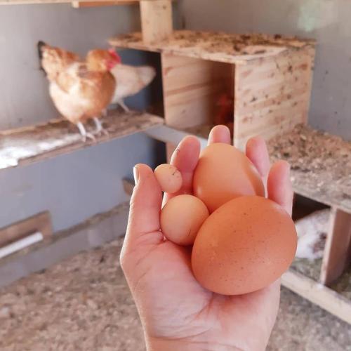 a hand holding three eggs in front of a bird at Cabin "Pear" in beautiful Hardanger in Indre Alsåker