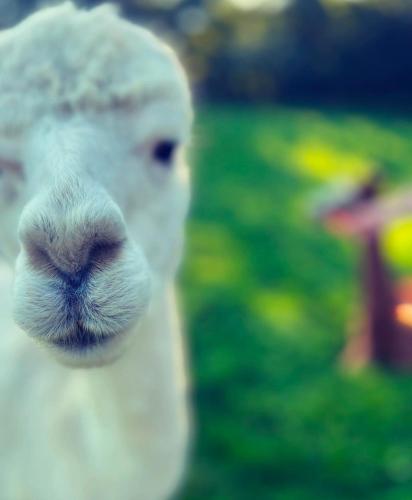 a close up of a sheep with a nose at The West Wing in Barnstaple