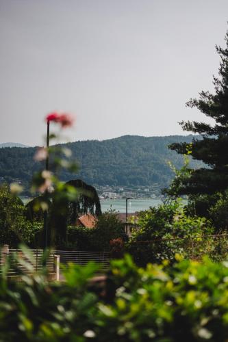 Blick auf ein Gewässer mit Bäumen in der Unterkunft Die Labsalerie - Urlauben am Wörthersee in Pörtschach am Wörthersee