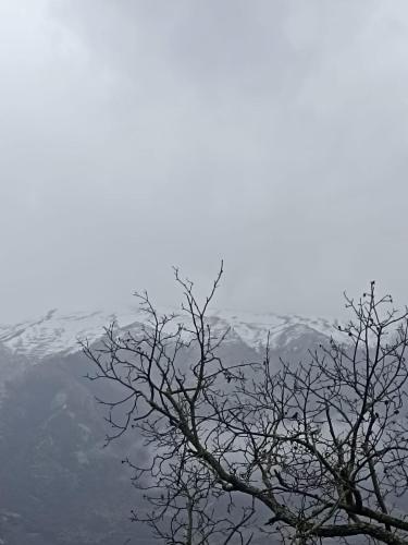 a tree with no leaves in front of a mountain at Bujtina Polimen in Përmet