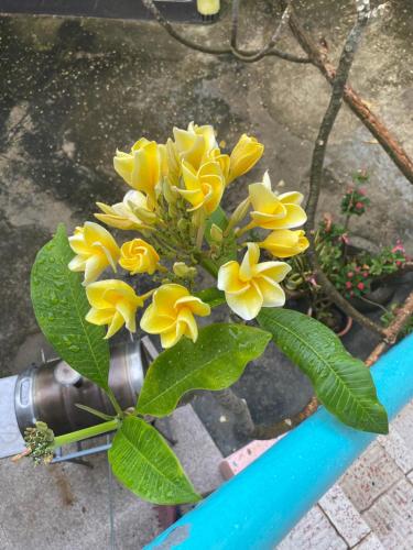 a bunch of yellow flowers in a pot on a fire hydrant at Casa Azul - Apartment in San Felipe de Puerto Plata