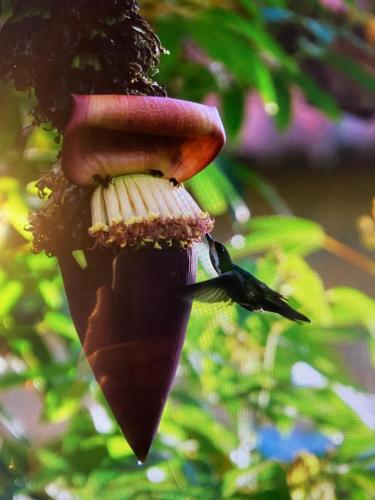 a close up of a banana hanging from a tree at Campo y Descanso 15 min Ciudad in Popayan
