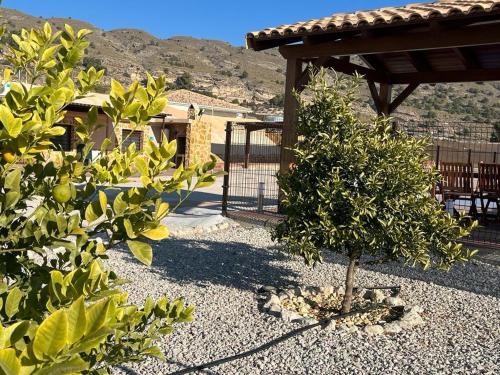 a small tree in the middle of a yard at Apartamento Rural Casa Cueva in Murcia