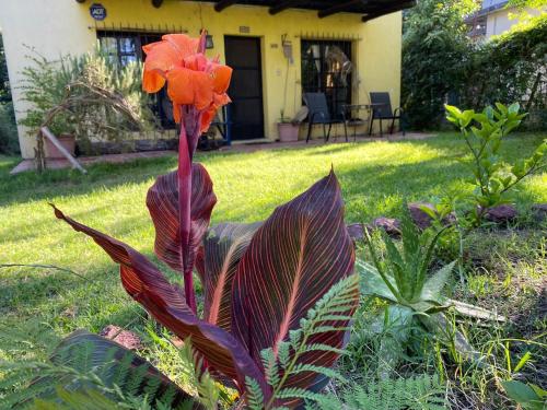 a plant with a flower in the middle of a yard at El bastión in Nueva Palmira
