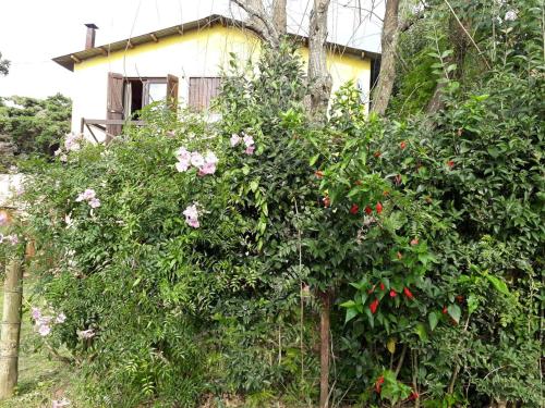 a bush with pink flowers in front of a house at El bastión in Nueva Palmira