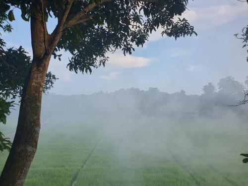 a foggy field with a tree in the foreground at Guest house weherahena in Matara