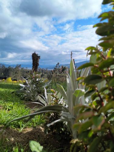 a field of grass with plants in the foreground at Tierra encantada la cocha in Pasto