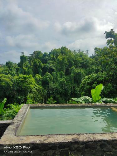 a swimming pool in the middle of a forest at The hidden cliff of North Bali in Sukasada