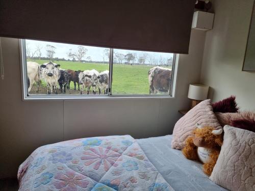 a bedroom with a bed and a window with cows at Farmstay in Elingamite North